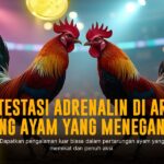 Mengenal Ayam Bangkok: Raja Sabung Ayam yang Tangguh