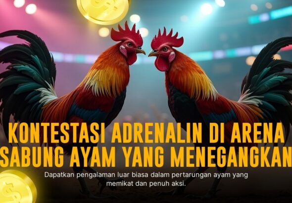 Mengenal Ayam Bangkok: Raja Sabung Ayam yang Tangguh