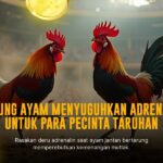 Mengenal Ayam Bangkok Sebagai Raja Sabung Ayam