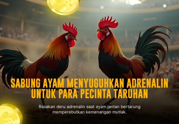 Mengenal Ayam Bangkok Sebagai Raja Sabung Ayam